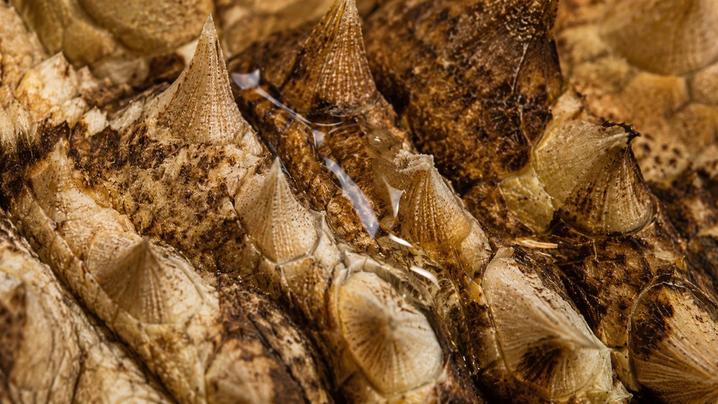 Extreme close-up of the spiny ridged skin of a thorny devil with a droplet of water spreading along the grooves between its scales