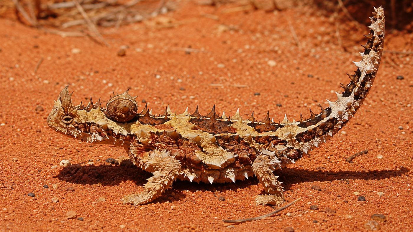 A thorny devil lizard covered in conical spines standing on red Australian desert sand