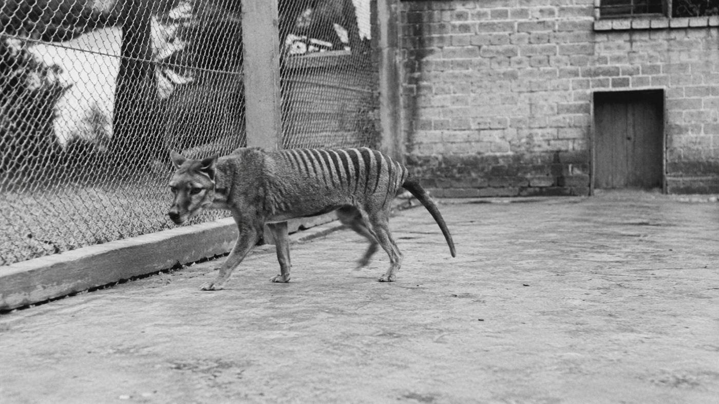 A grainy black-and-white image of the last Tasmanian tiger pacing a bare 1930s zoo enclosure
