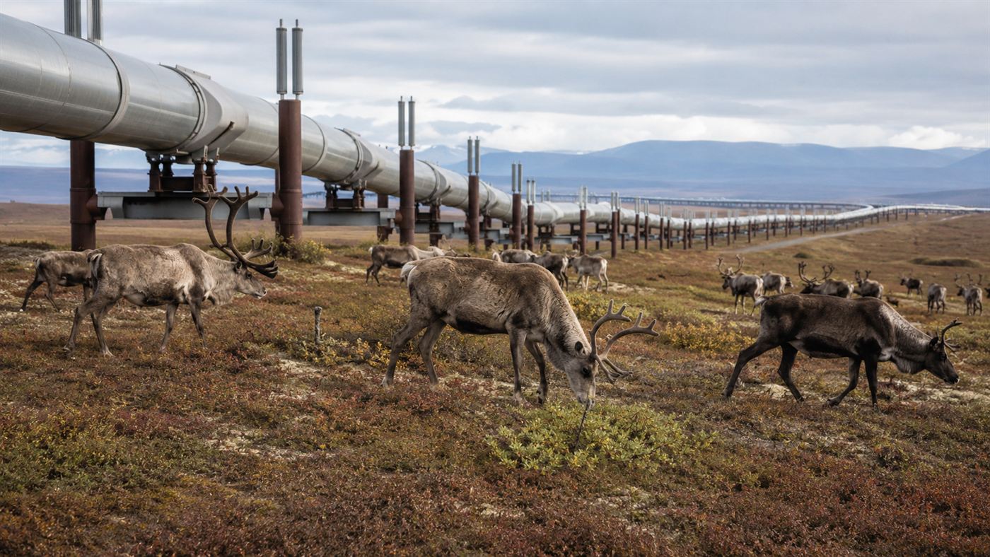 A herd of caribou grazing on Arctic tundra beneath the elevated Trans-Alaska Pipeline