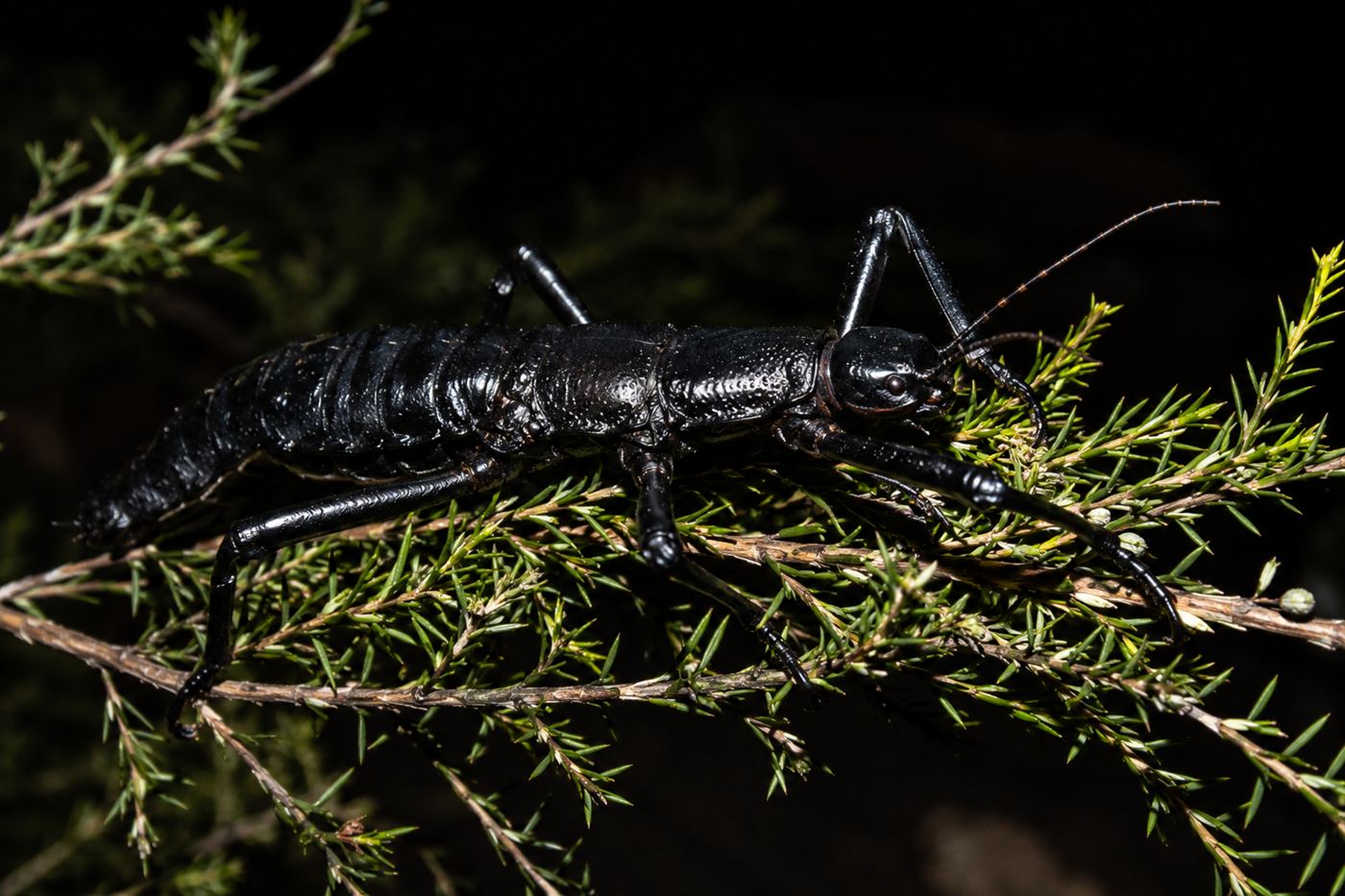 The tree lobster, a large glossy black Lord Howe Island stick insect, on a green branch