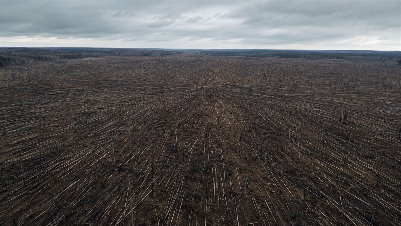 A vast Siberian forest with millions of trees flattened in a radial pattern by the 1908 Tunguska event