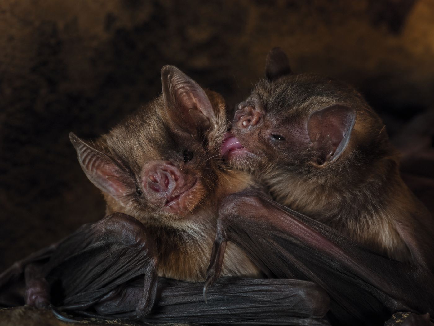 Two vampire bats grooming each other, the social bonding that leads to blood sharing