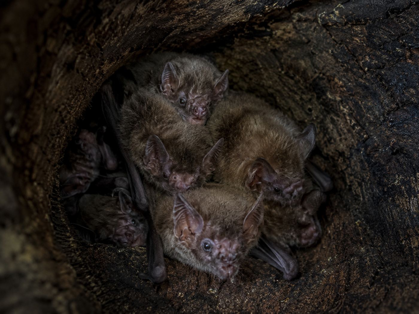 A cluster of vampire bats roosting together in a hollow, the social group in which blood sharing happens