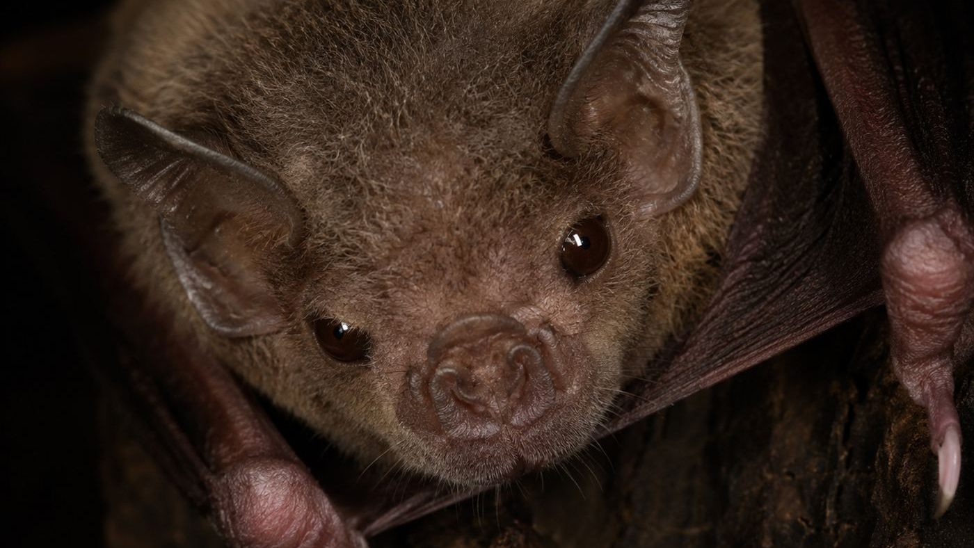 A close-up of a common vampire bat roosting, an animal that shares blood with hungry roostmates