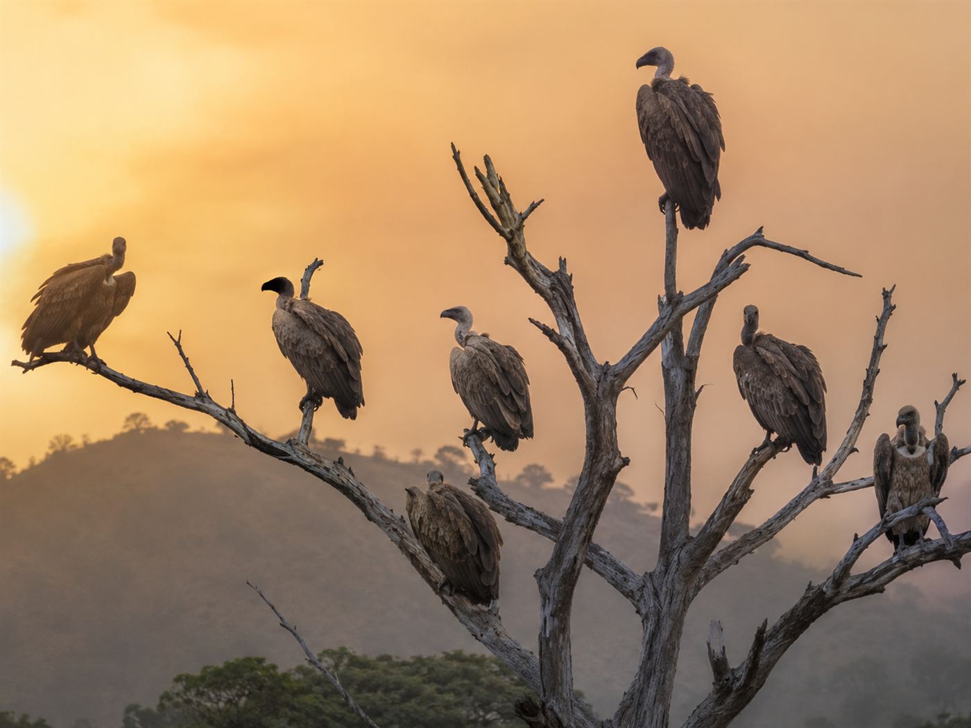 A group of Indian vultures perched together on a bare dead tree at dawn, a sign of vulture decline reversing