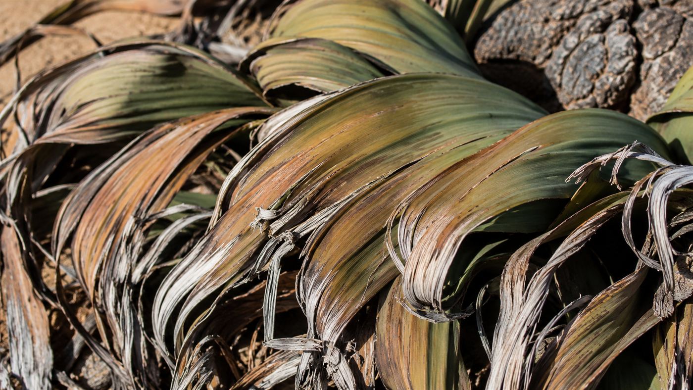 Close-up of the leathery, frayed and split strap-like leaves of a Welwitschia plant