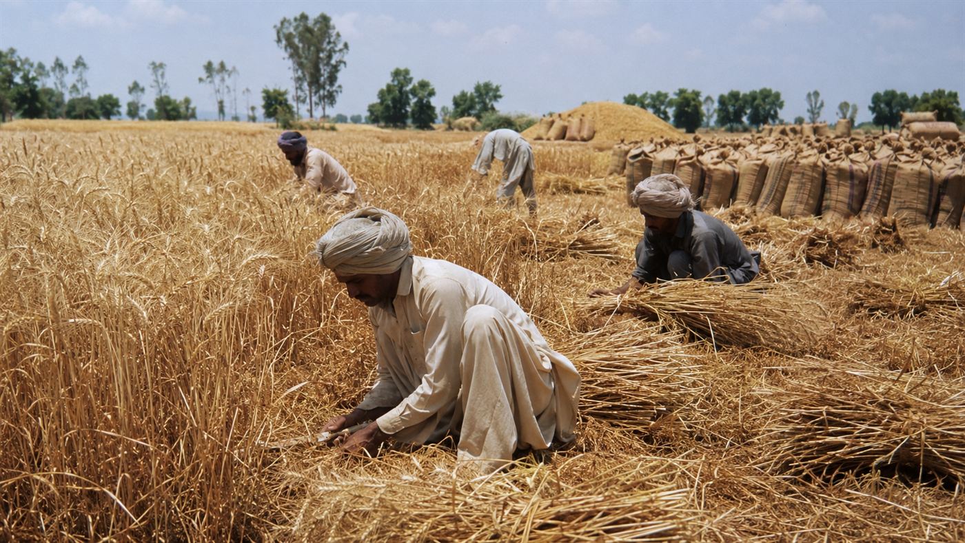 Farmers in 1960s South Asia harvesting an abundant wheat crop with full sacks of grain piled around them