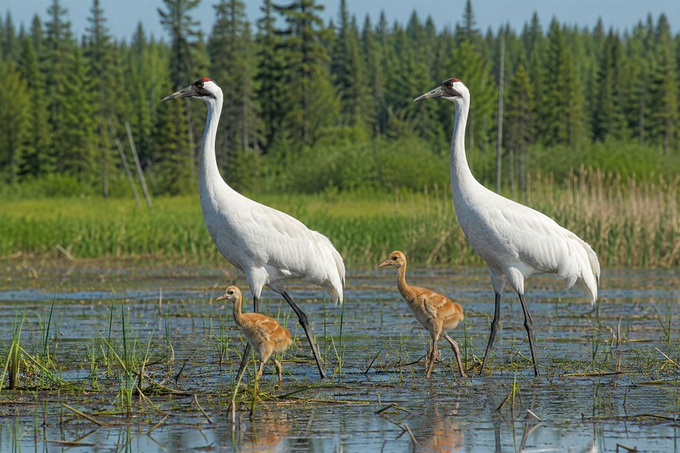 Whooping crane family at Wood Buffalo National Park in Canada, two tall white adult cranes wading in shallow wetland water with boreal forest in background