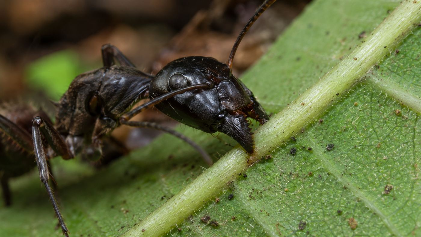 A carpenter ant locked in the death grip biting the vein on the underside of a leaf, infected by the zombie ant fungus