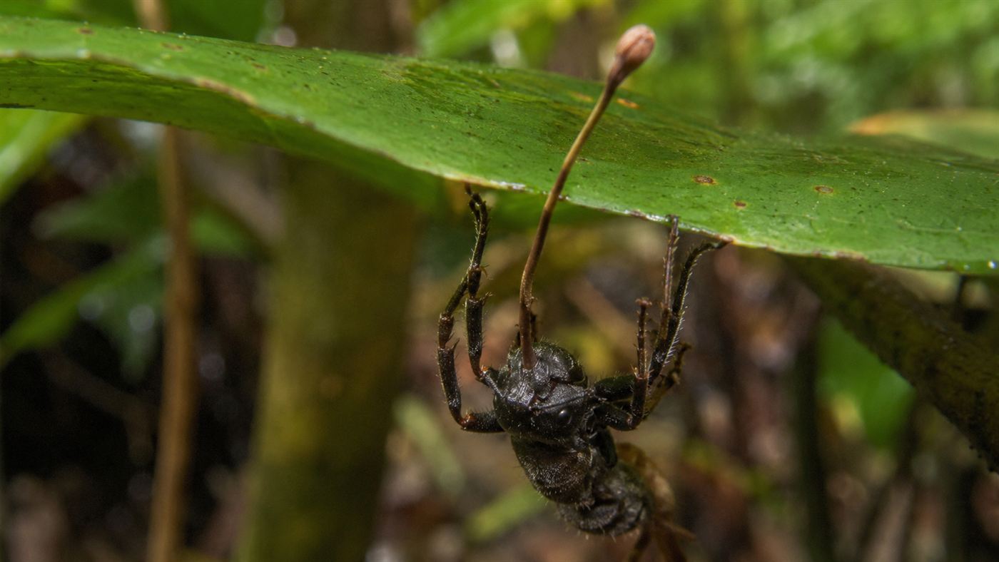 A zombie ant fungus stalk growing from the head of a dead carpenter ant clamped to a leaf in a rainforest