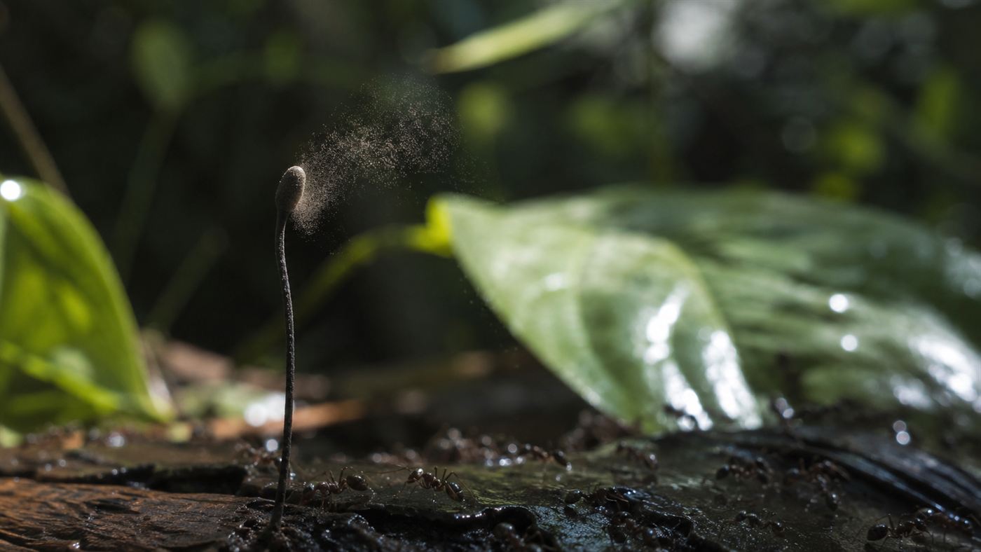 A close-up of the Ophiocordyceps fungal fruiting stalk releasing spores above a forest ant trail