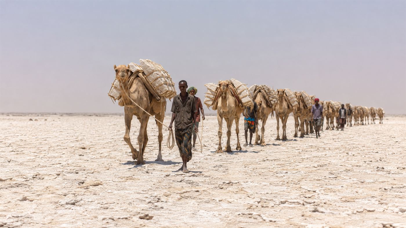 A long caravan of camels loaded with slabs of salt crossing a blinding white salt flat under a hazy sky, Afar salt miners in the Danakil
