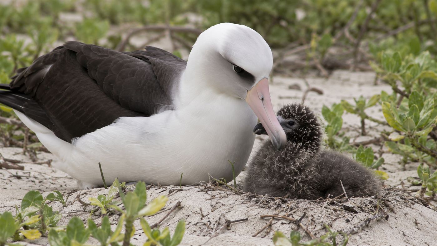 An adult Laysan albatross tending a fluffy chick on a sandy nest, as Wisdom the albatross has done over 30 times