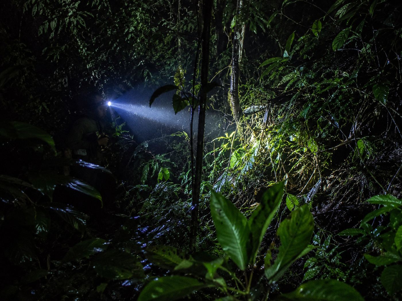A dense green Amazon rainforest at night in Ecuador, headlamp light picking out leaves where hidden creatures rest