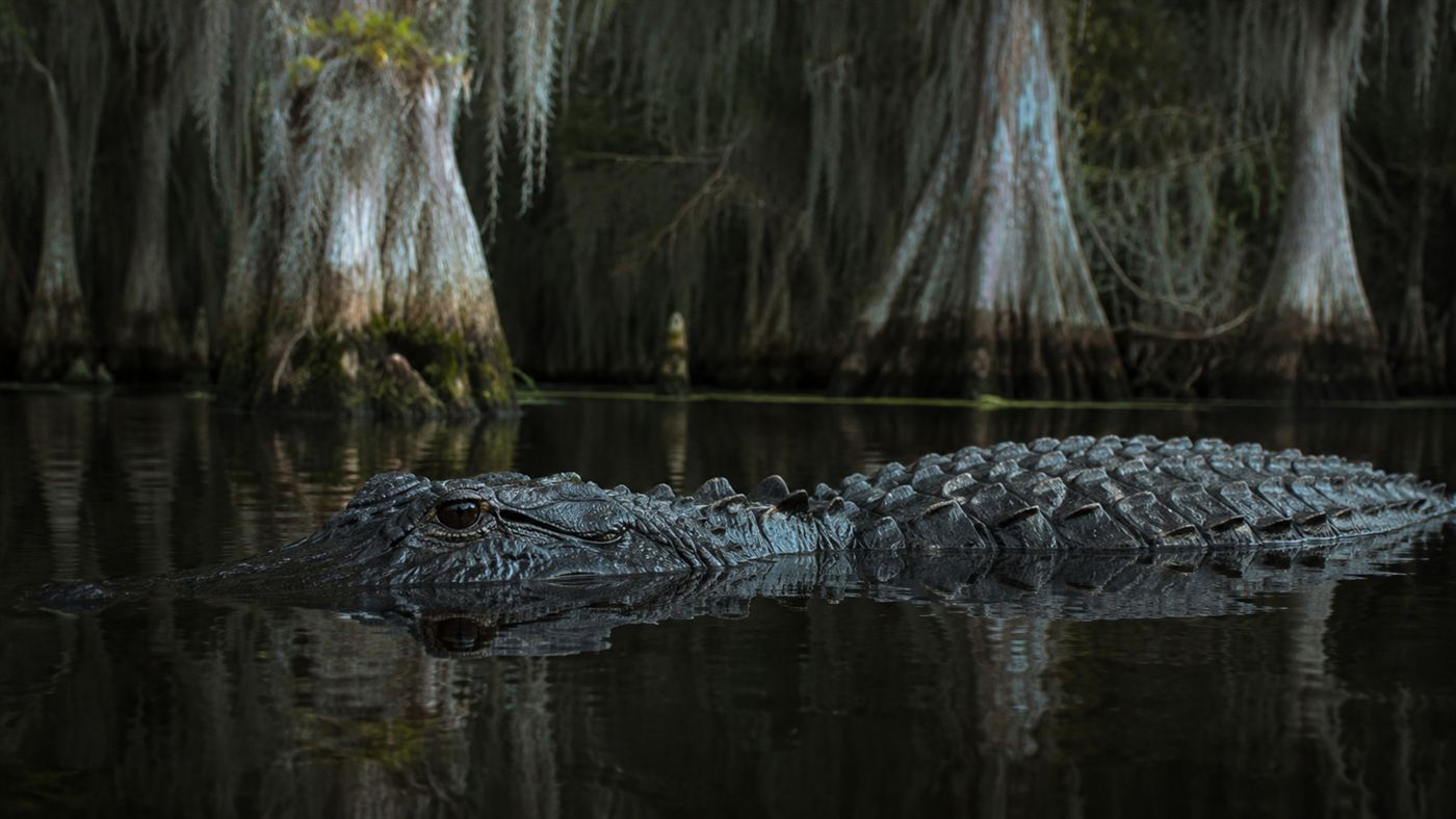 An American alligator resting in a dark southern swamp with its eyes and back above the still water