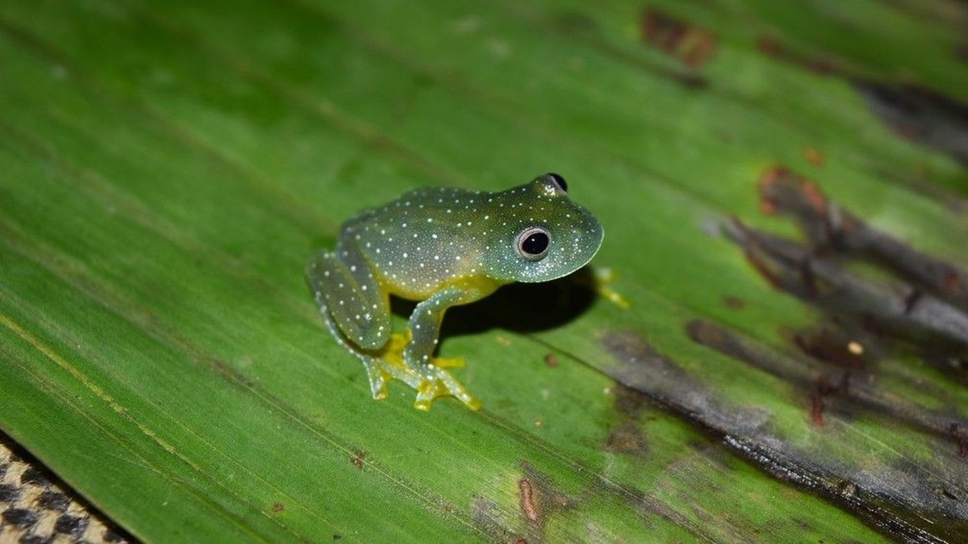 Perereca-de-vidro Cochranella resplendens, verde com pintas claras, sobre uma folha