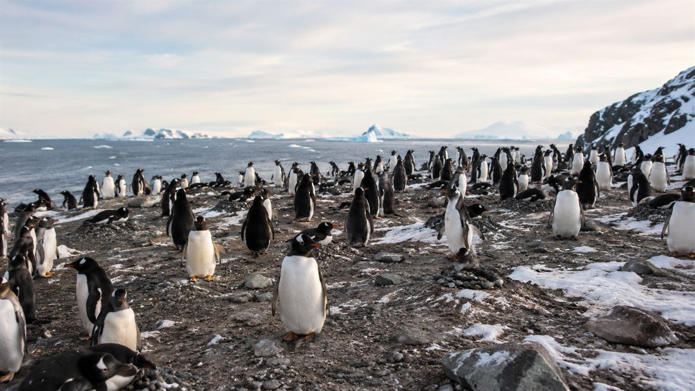 A large group of Antarctic penguins at their breeding colony on rock and snow