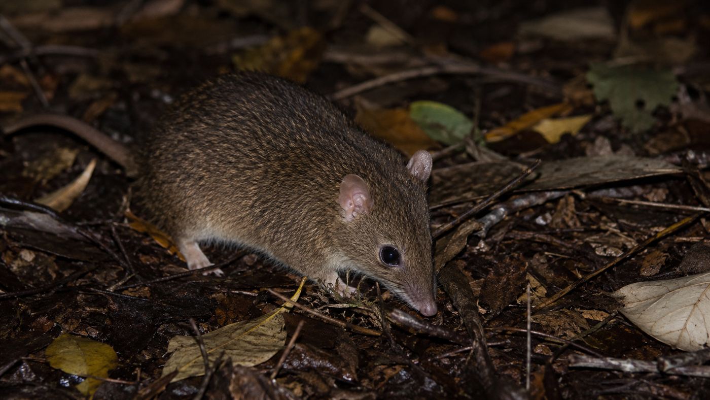 An antechinus foraging for insects on the leaf-littered forest floor at night