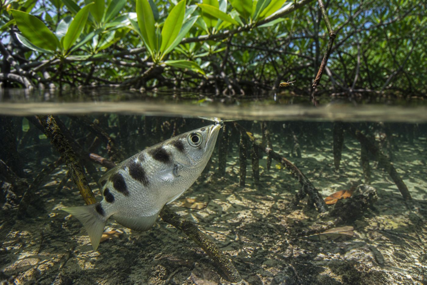 A silver and black striped archerfish near the water surface, mouth at the surface, in a sunlit mangrove pool