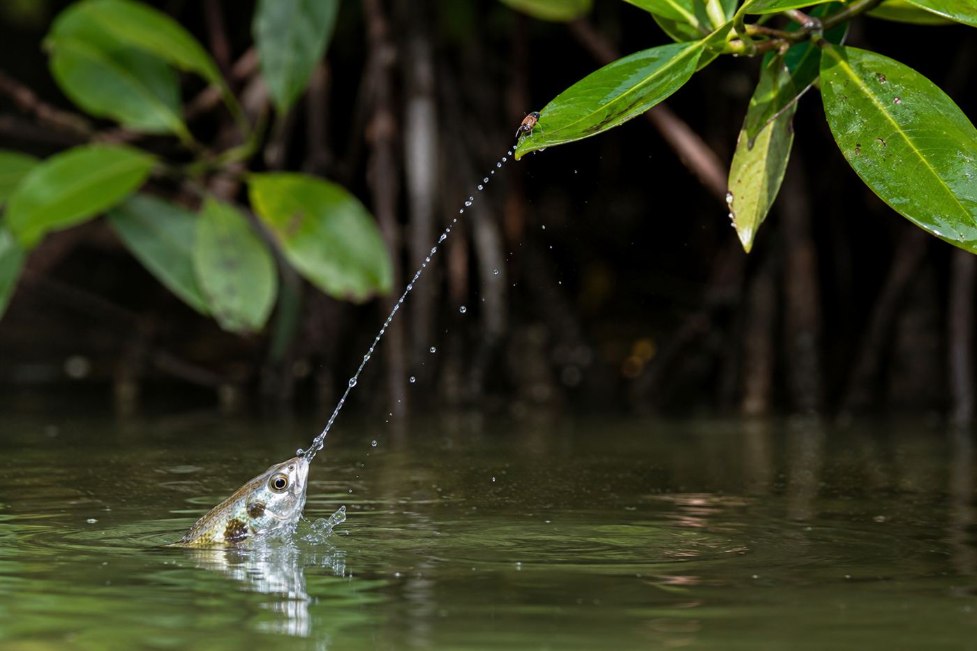 An archerfish firing a thin jet of water up from the surface toward an insect sitting on an overhanging green leaf