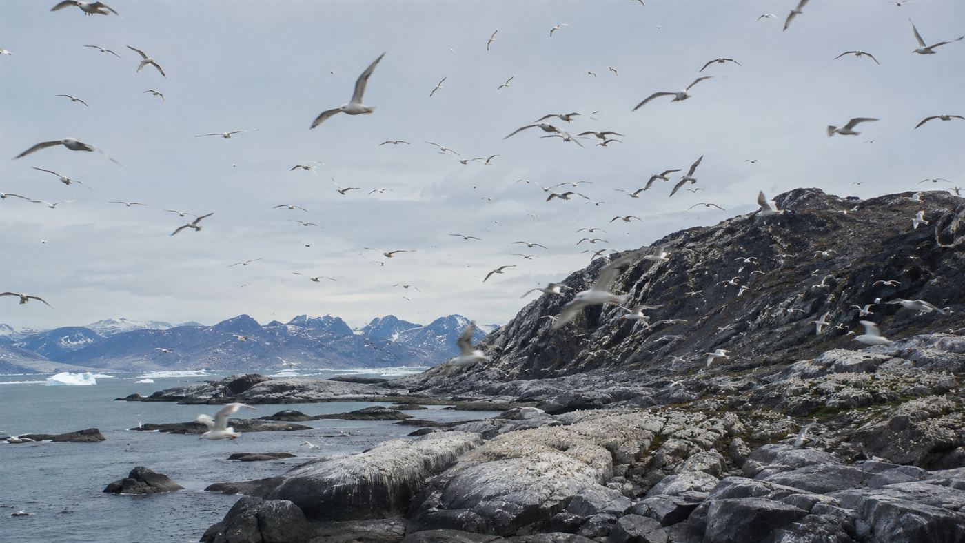 A colony of white seabirds wheeling over a rocky arctic coastline under a pale summer sky