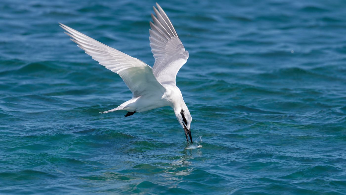 A slender white seabird hovering low over blue-green ocean water about to plunge-dive for a small fish