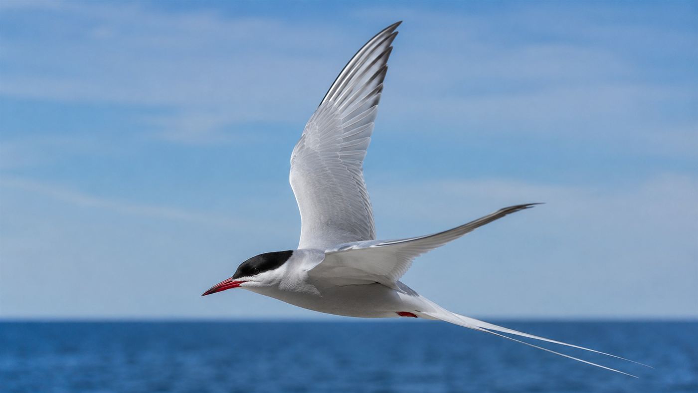 An Arctic tern with a black cap and red bill in flight against a bright sky over the sea