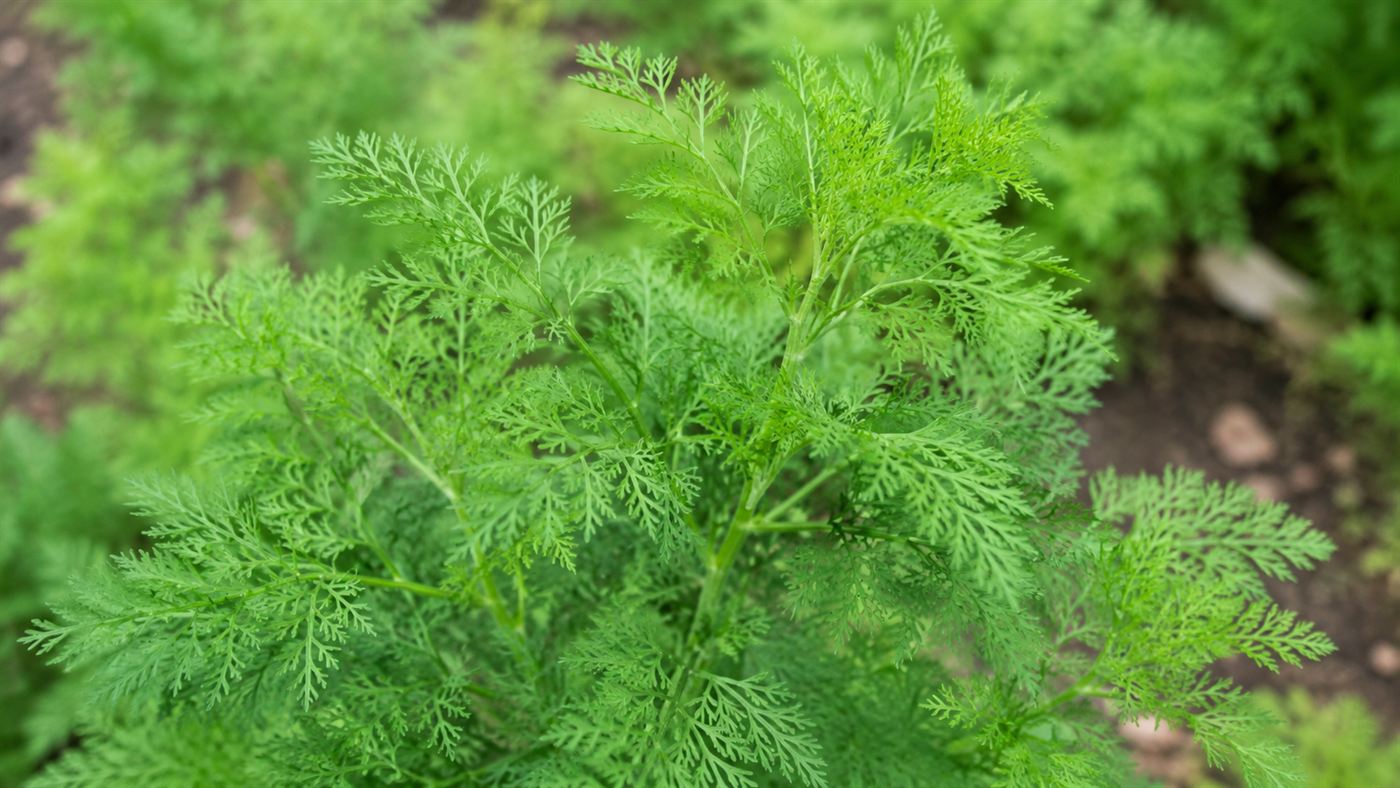 The feathery green leaves of the sweet wormwood plant, Artemisia annua, the source of artemisinin