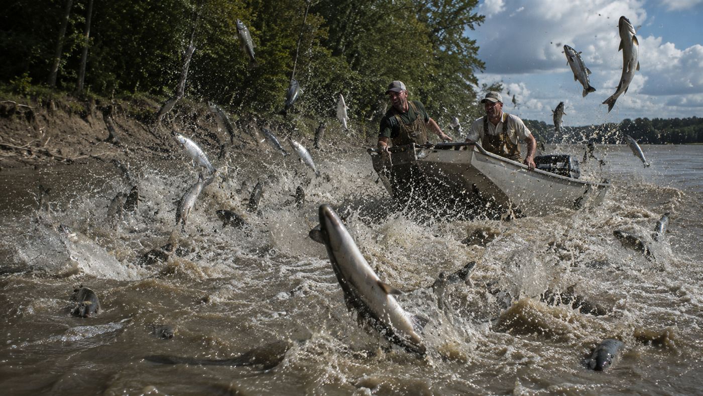 Silver Asian carp leaping in a chaotic spray around a small motorboat on a Midwestern river