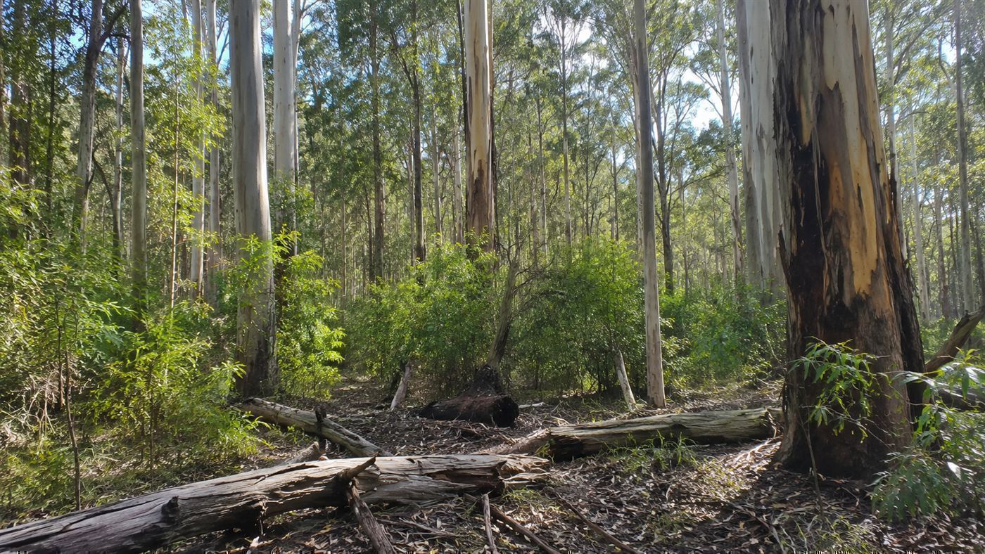 Australian eucalyptus bushland, the forest habitat of the antechinus