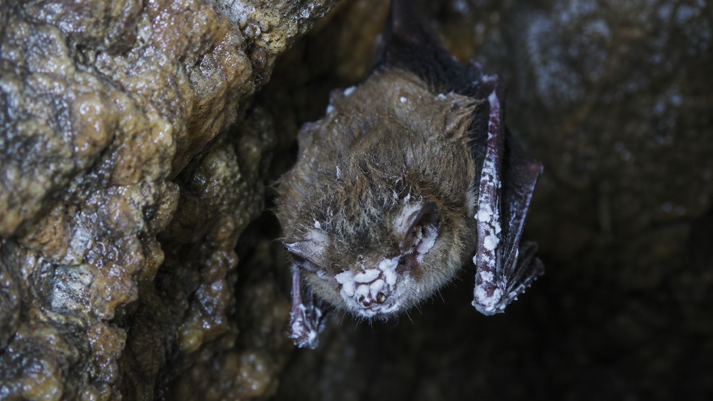 A close view of a bat with the white fungal growth of white-nose syndrome on its nose