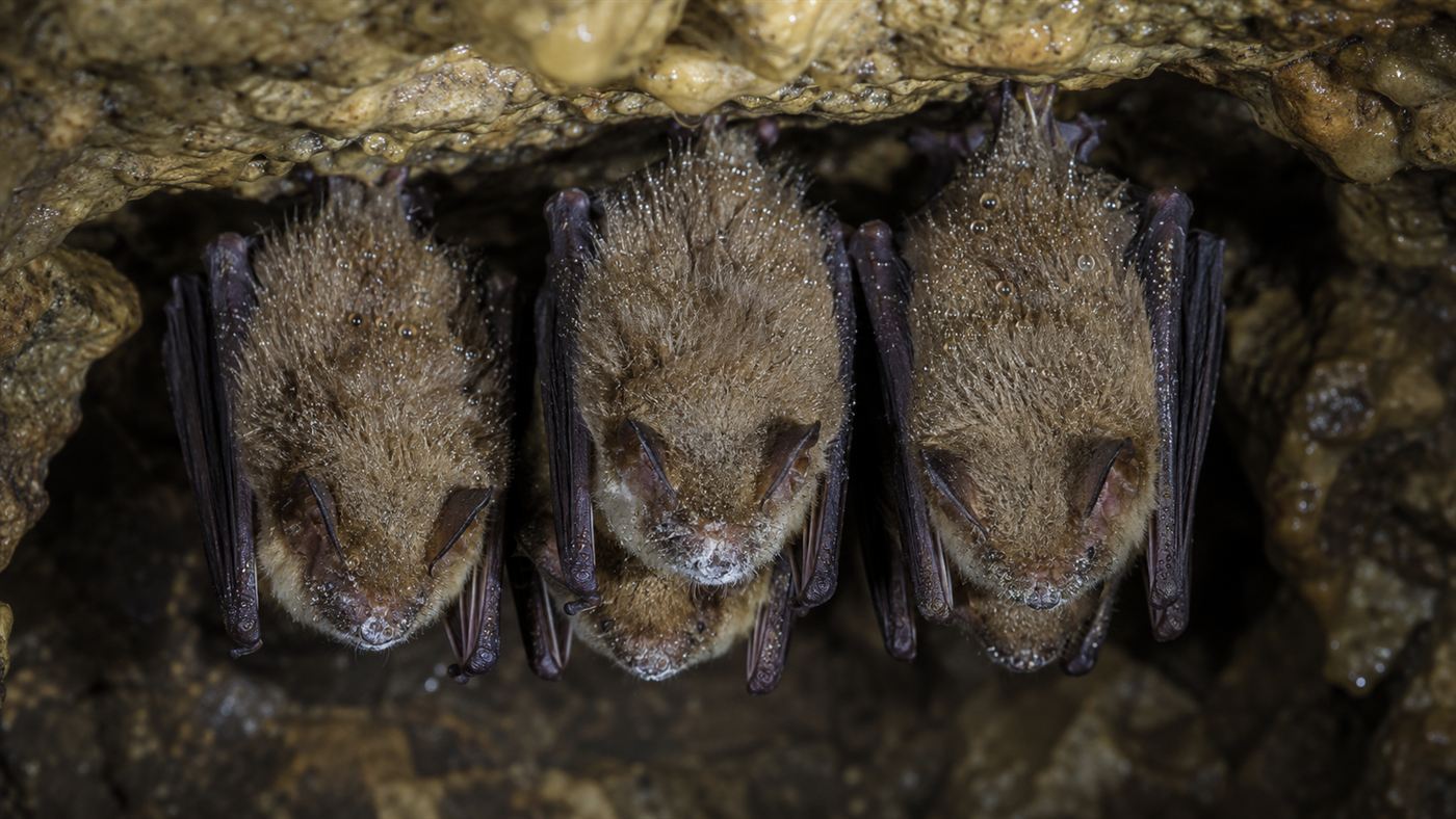 A cluster of hibernating bats on a cave ceiling, some showing the white fungus of white-nose syndrome