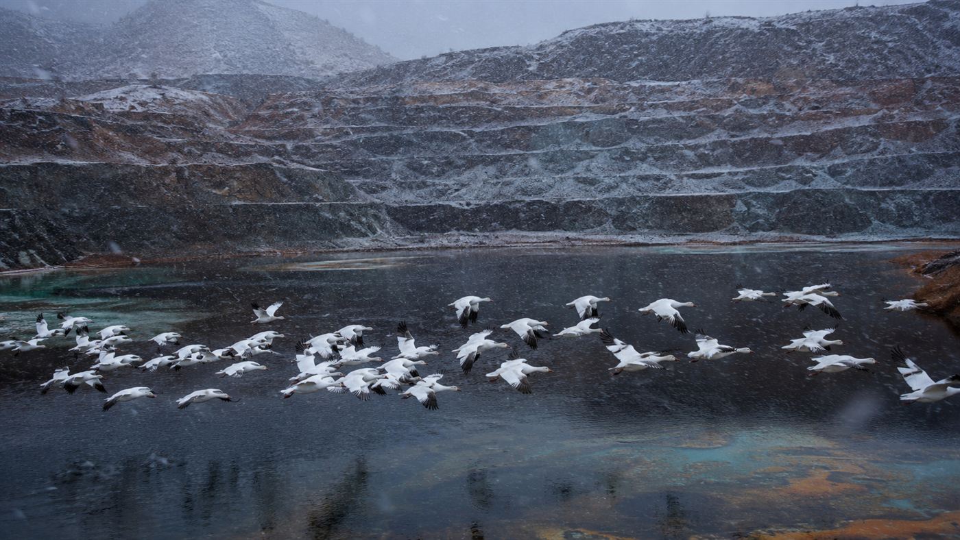 A flock of snow geese flying over the Berkeley Pit's toxic water during a winter snowstorm in Montana