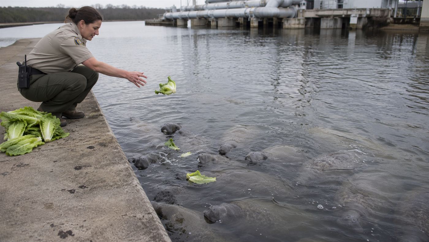 A wildlife biologist on a pier tossing heads of lettuce to manatees near a power plant outflow