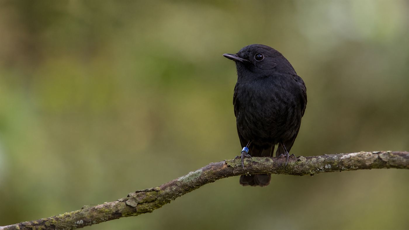 A close view of a black robin with a coloured leg band on a branch, representing Old Blue