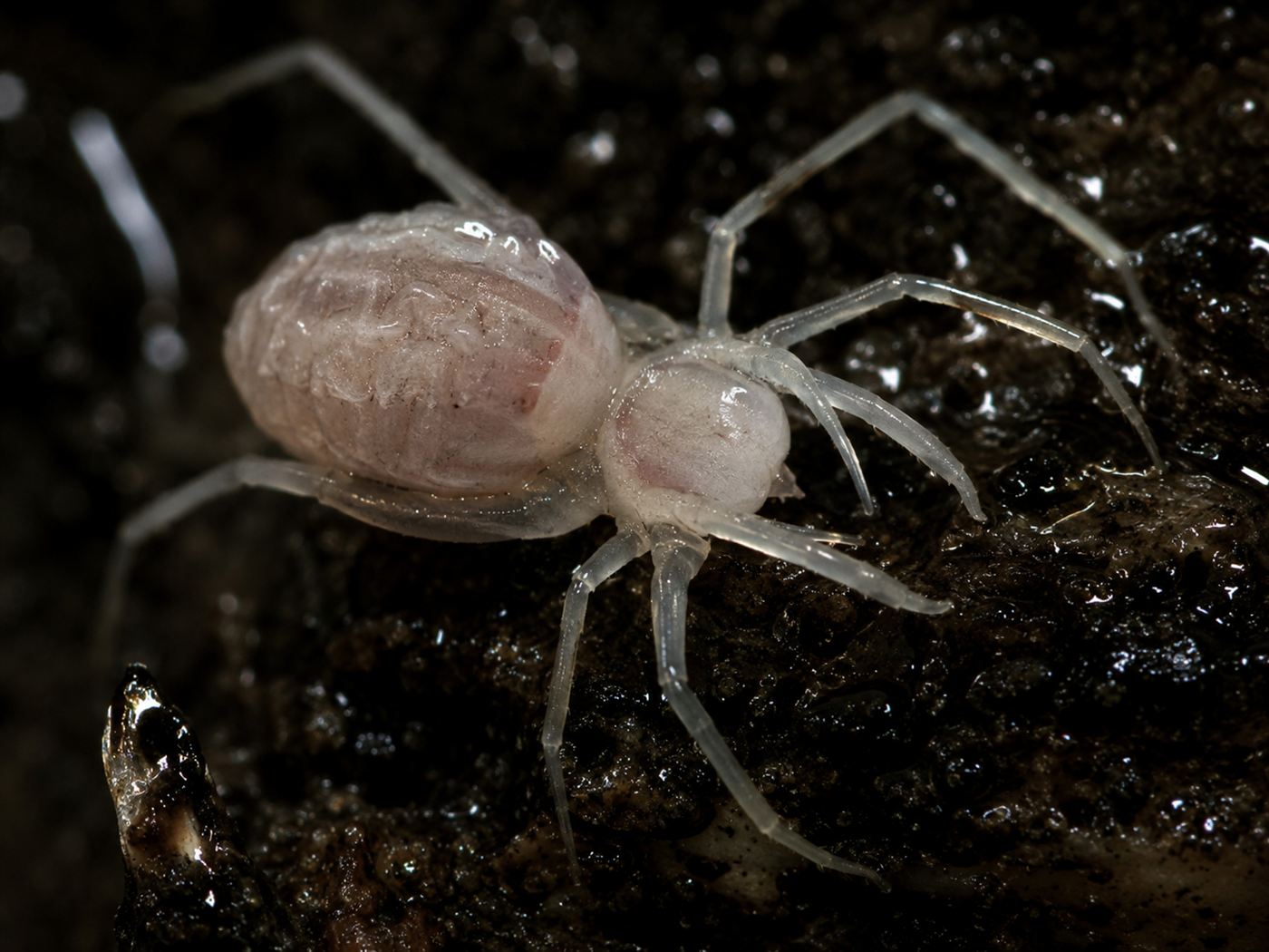 A pale, blind cave invertebrate from the kind found in Movile Cave, evolved in darkness