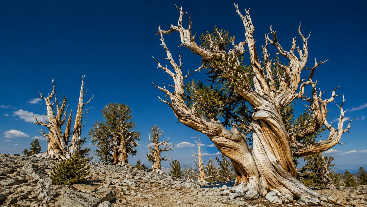 A grove of ancient twisted bristlecone pines with weathered bare wood standing against a deep blue mountain sky