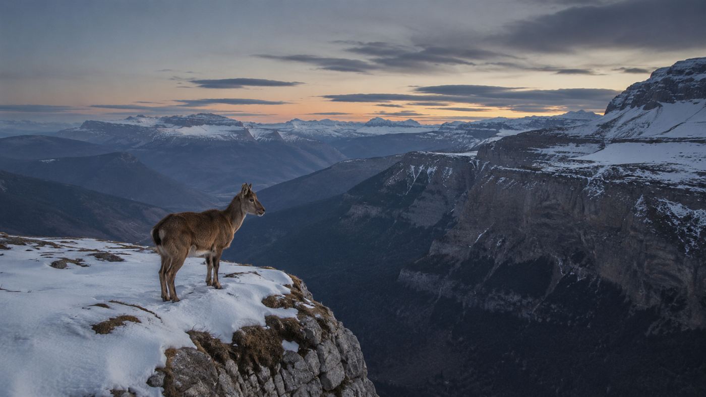 A lone female ibex on a snowy Pyrenees cliff, evoking Celia, the last bucardo before the Pyrenean ibex de-extinction