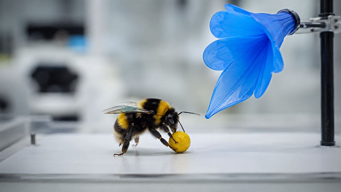 A bumblebee rolling a small ball beneath an artificial blue flower in a laboratory problem-solving experiment