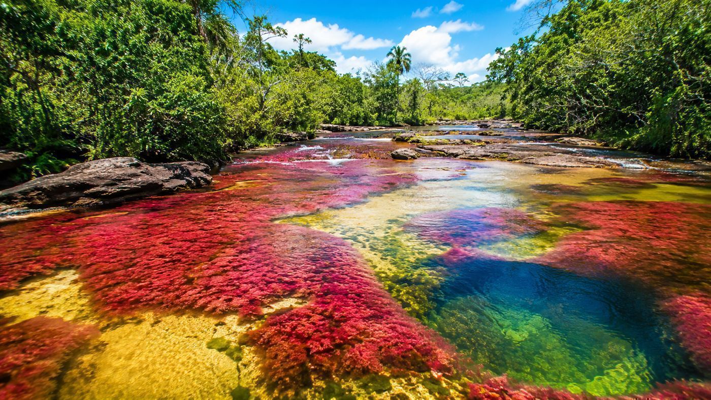 A clear river flowing over a riverbed blazing bright red and pink with patches of yellow and green, surrounded by Colombian jungle
