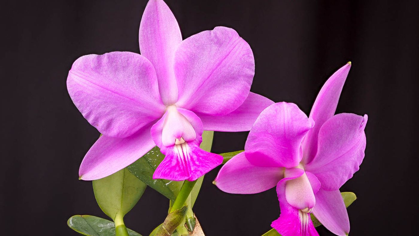 cattleya walkeriana: flor lilás da orquídea nativa do Brasil, fotografada em close.