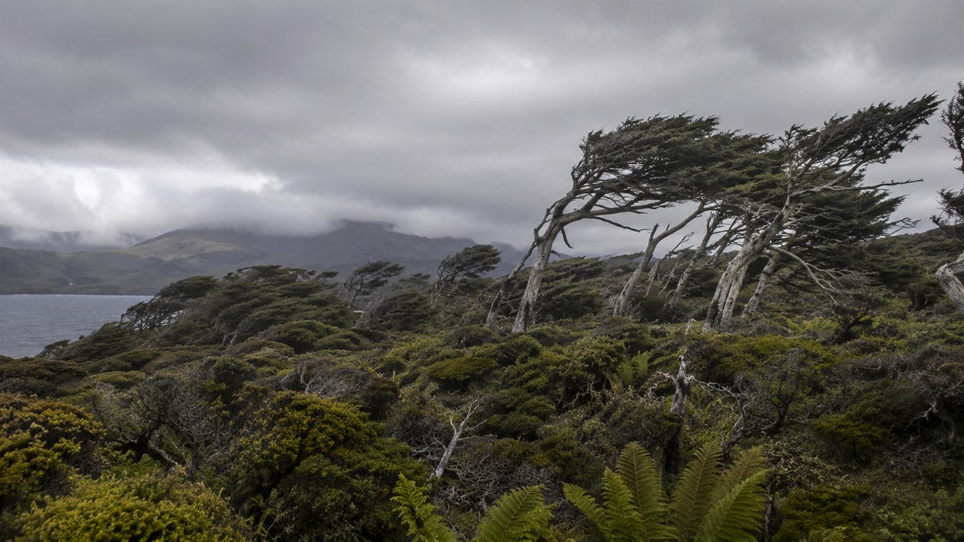 A windswept low forest on a remote Chatham Island with grey sky, the kind of habitat black robins were moved to