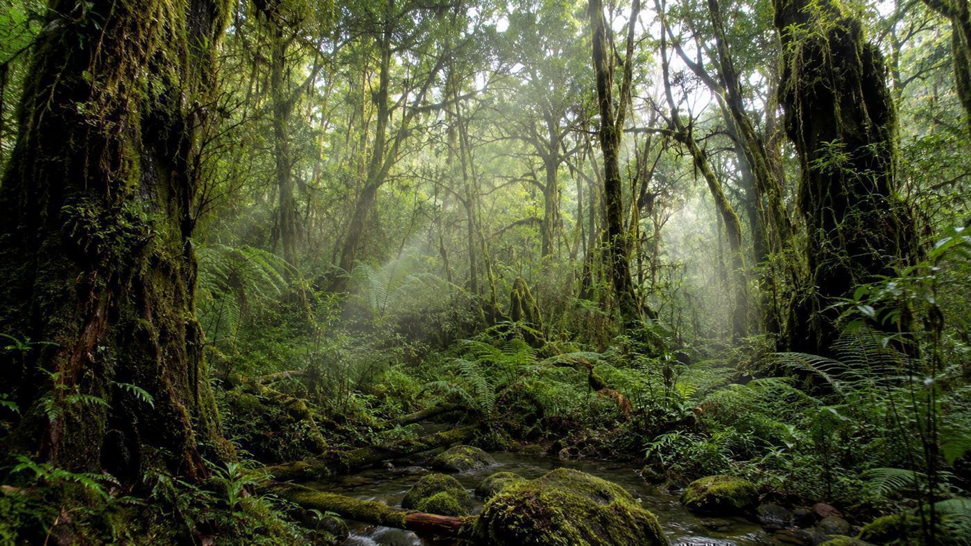 A lush green temperate rainforest in southern Chile with mossy trees, ferns and filtered light