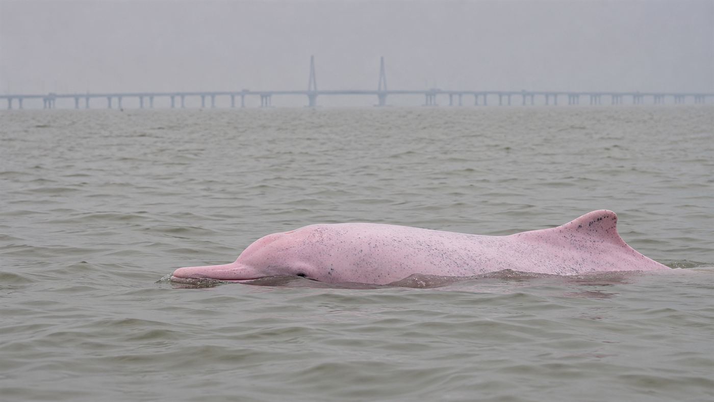 A pink Chinese white dolphin in the Pearl River estuary near the Hong Kong-Zhuhai-Macau Bridge