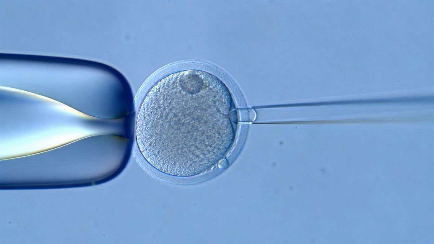 A fine glass pipette manipulating a single egg cell under a microscope during a nuclear transfer cloning procedure
