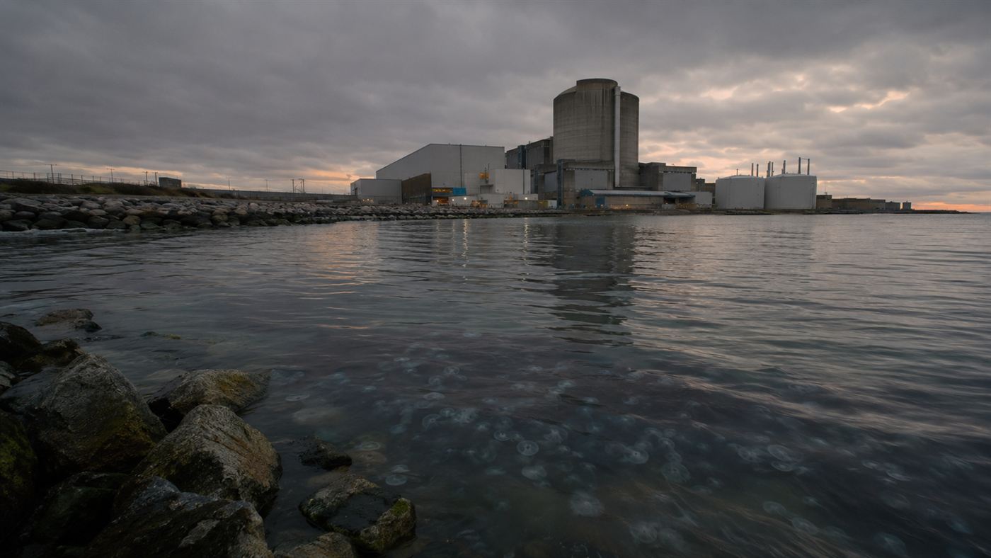 A coastal nuclear power station at dusk beside a grey sea tinged with a pale jellyfish bloom