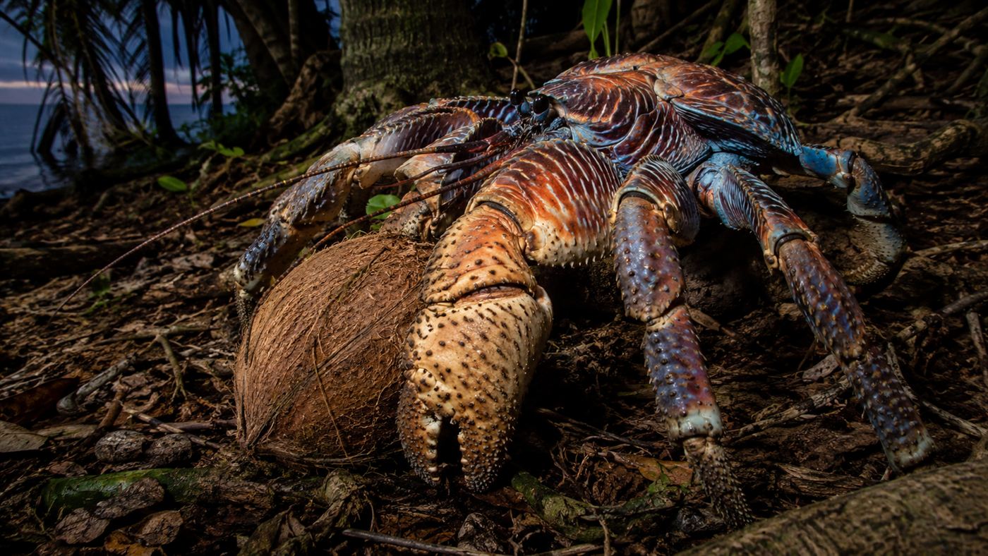 A huge coconut crab with thick armored claws gripping a coconut on a tropical island forest floor