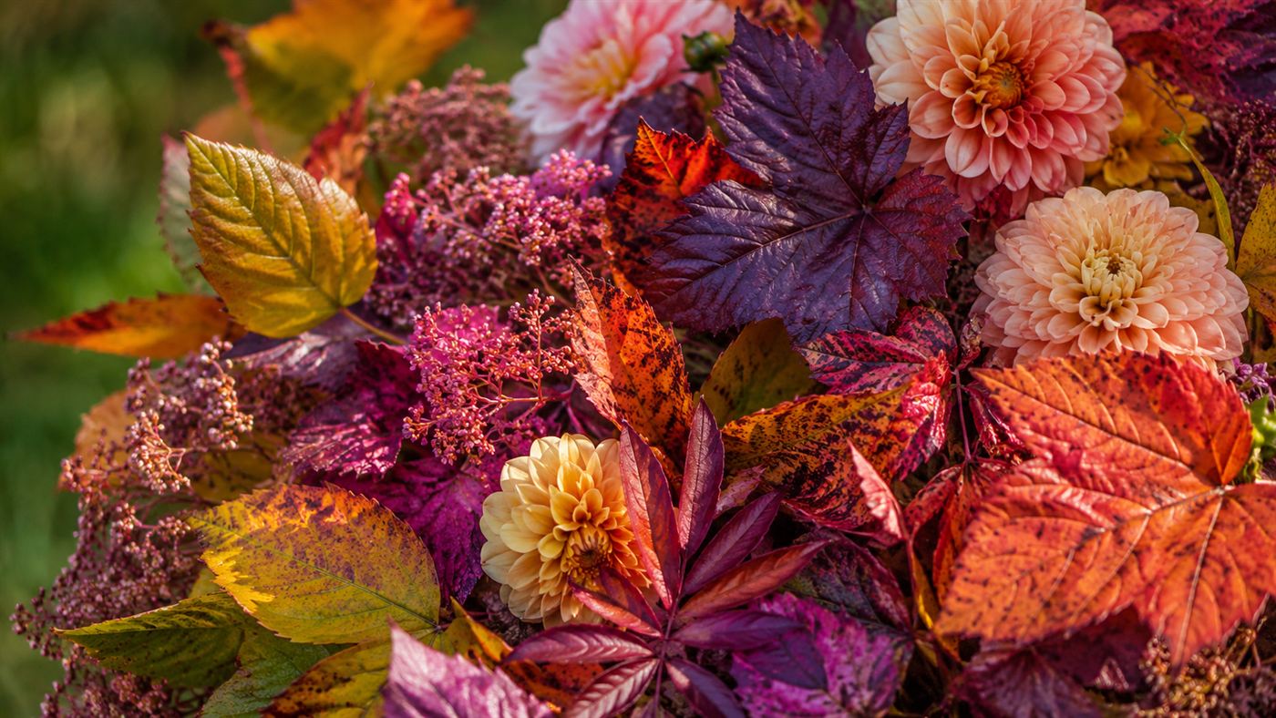 Sunlit autumn leaves and flowers in an extraordinary range of subtle shifting colours