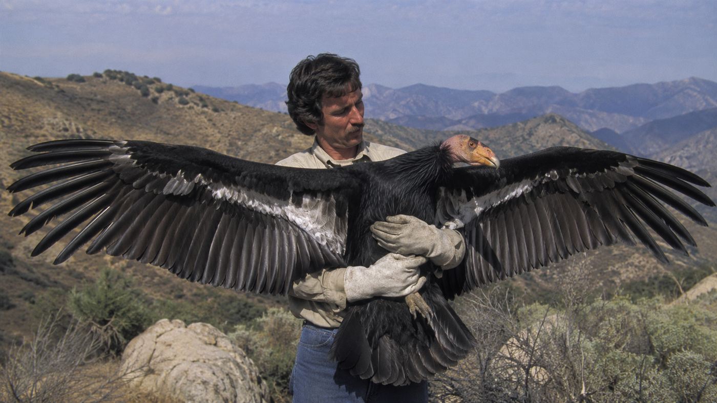 A biologist holding a large California condor with outstretched black wings at a field capture site in 1987, mountains visible in the background
